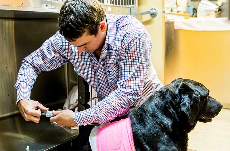 veterinarian examining a black lab