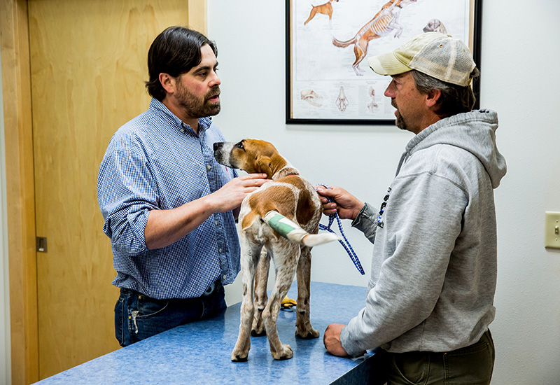 veterinarian examining a hound puppy in an exam room with the owner