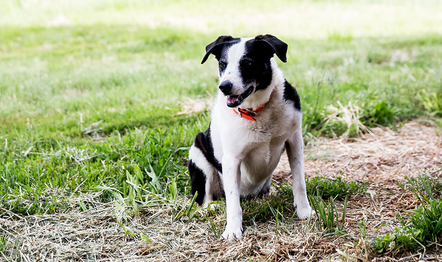 black and white dog in a field of grass