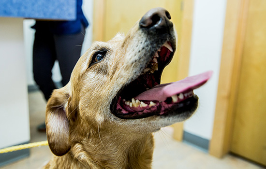 north penn animal hospital boarding