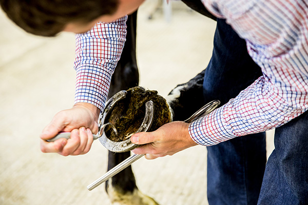 veterinarian cleaning a horses shoes