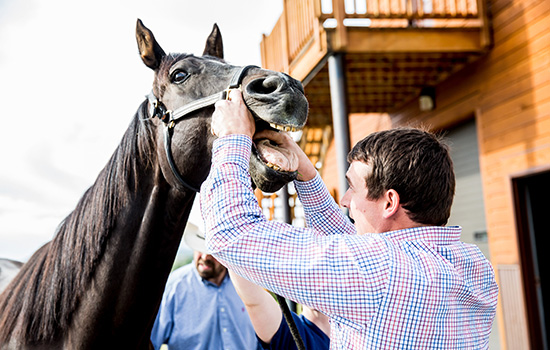 veterinarian looking into a horses mouth