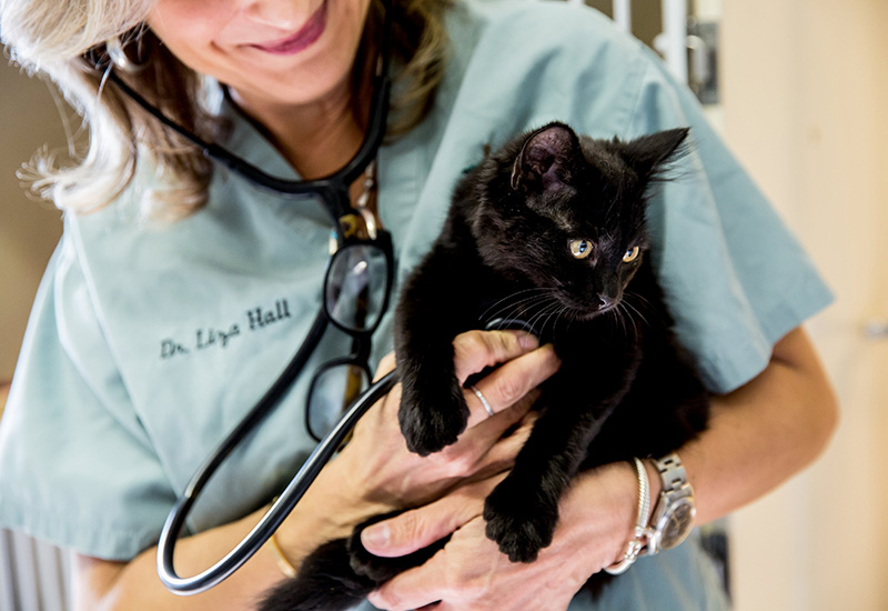 veterinarian holding a black kitten