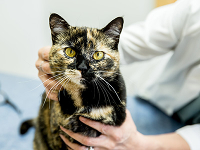 cat being examined by a veterinarian at Headwaters Veterinary Hospital