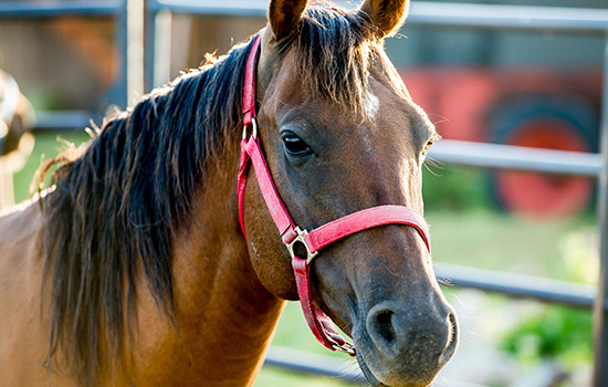 brown horse with red bridle