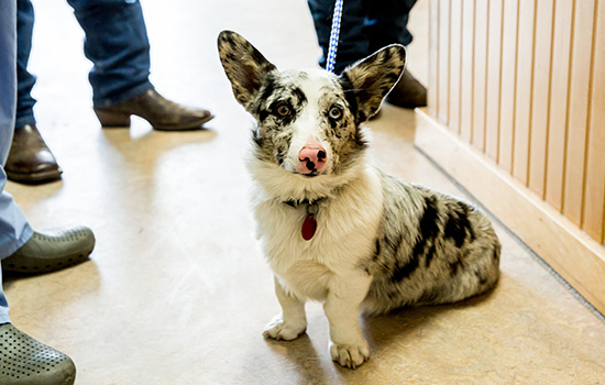 black and white spotted corgi