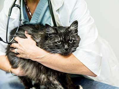 black cat with veterinarian