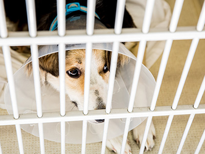 dog wearing a cone in a kennel at Headwaters Veterinary Hospital