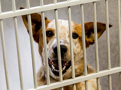 two dogs in a boarding kennel