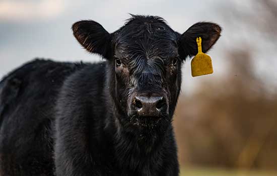 veterinarian talking to a cattle rancher around black cows