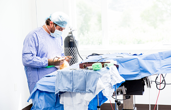 Dr. Kelly Hall performing a canine orthopedic surgery on a dog