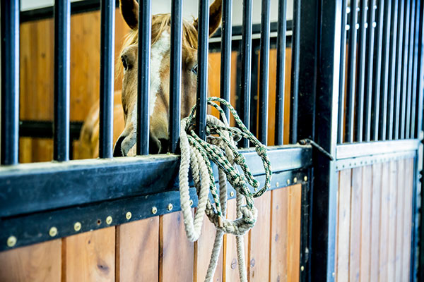 tan colored horse in a holding stall at Headwaters Veterinary Hospital