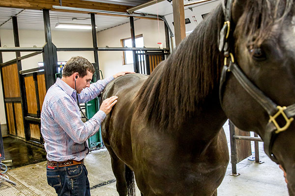 veterinarian listening to a horses heart with a stethoscope 