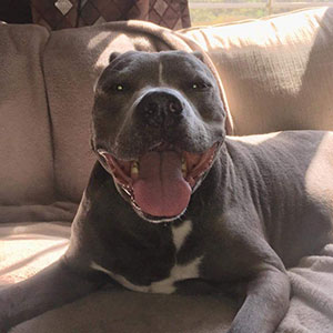 gray pitbull smiling on a couch