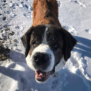 Saint Bernard in the snow